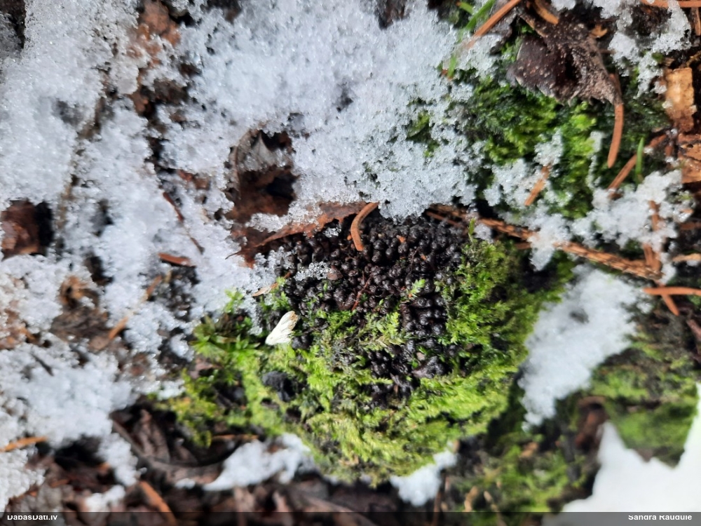 Askusēne (nenoteikta)