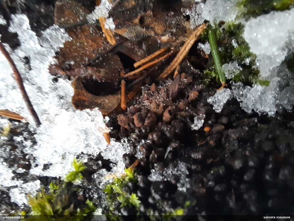 Askusēne (nenoteikta)