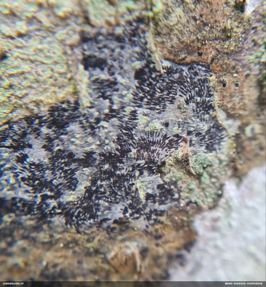 Ķērpis (nenoteikts)