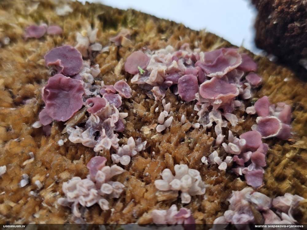 Krokainā purpurlāsene