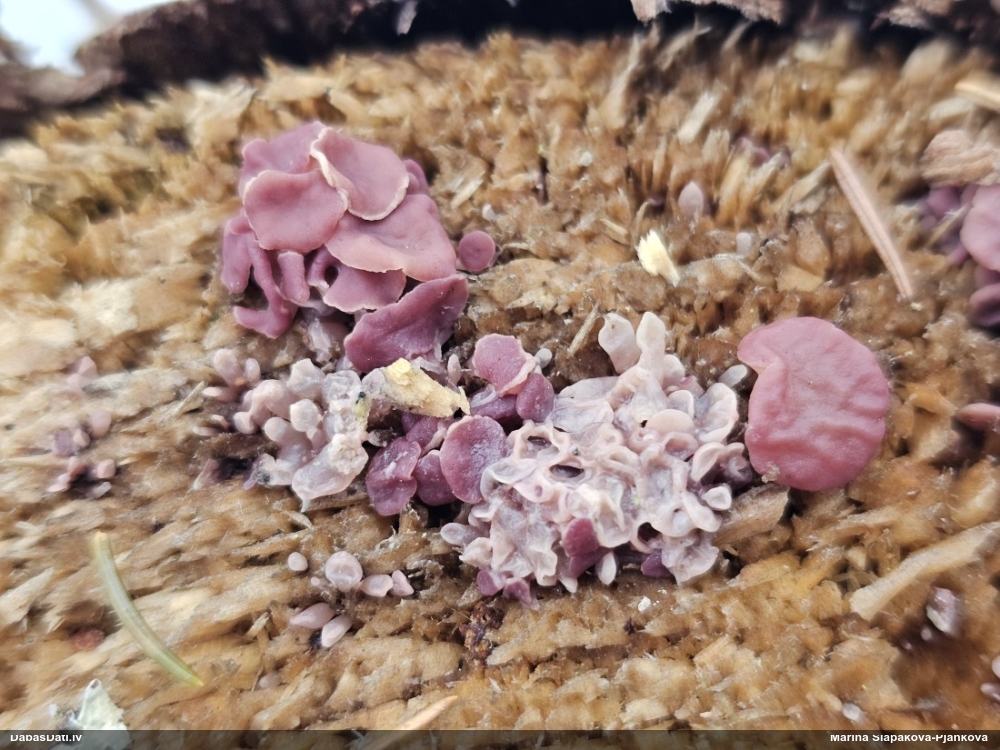 Krokainā purpurlāsene