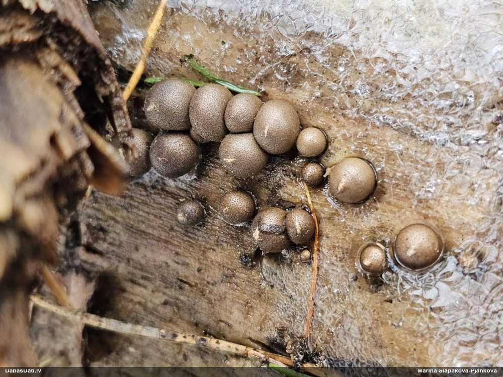 Koksnes vilkpienaine