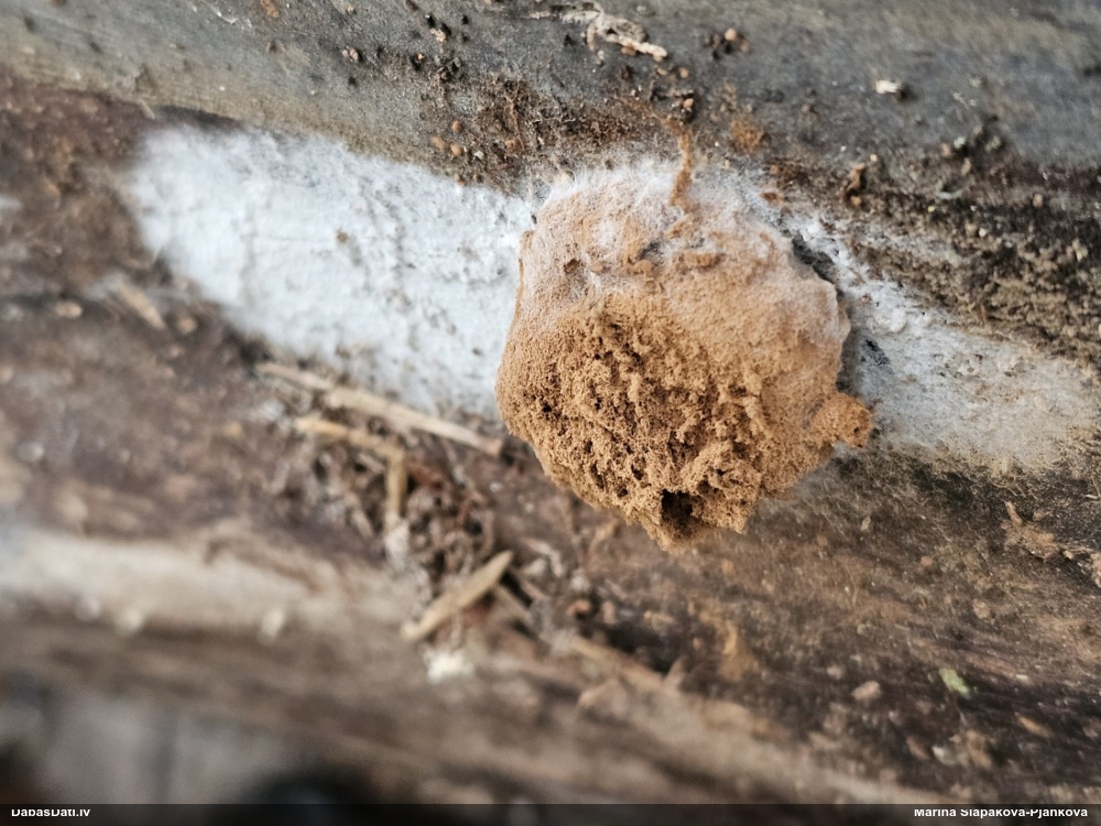 Gļotpūpēdis (nenoteikts)