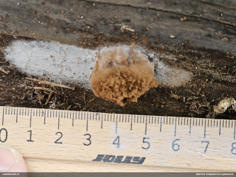 Gļotpūpēdis (nenoteikts)