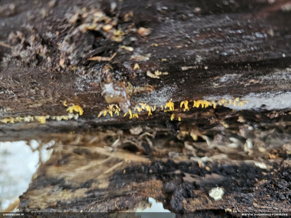 роговидная калоцера