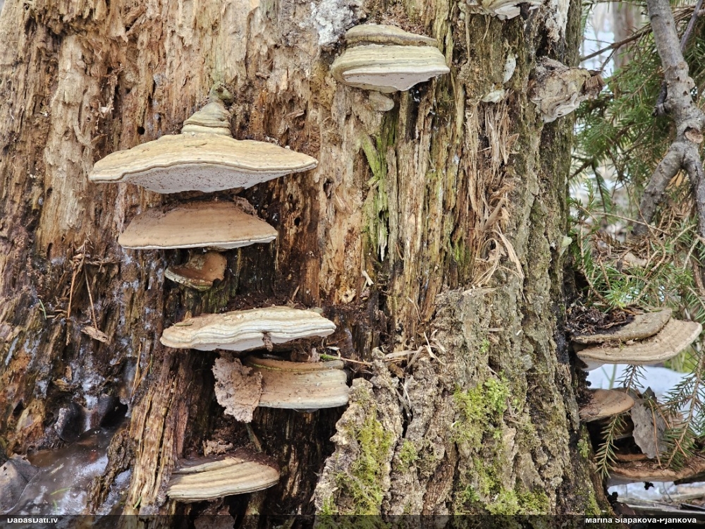 Parastā plakanpiepe