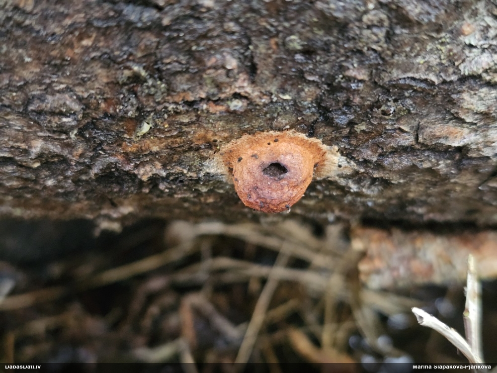 Gludais ragansviests