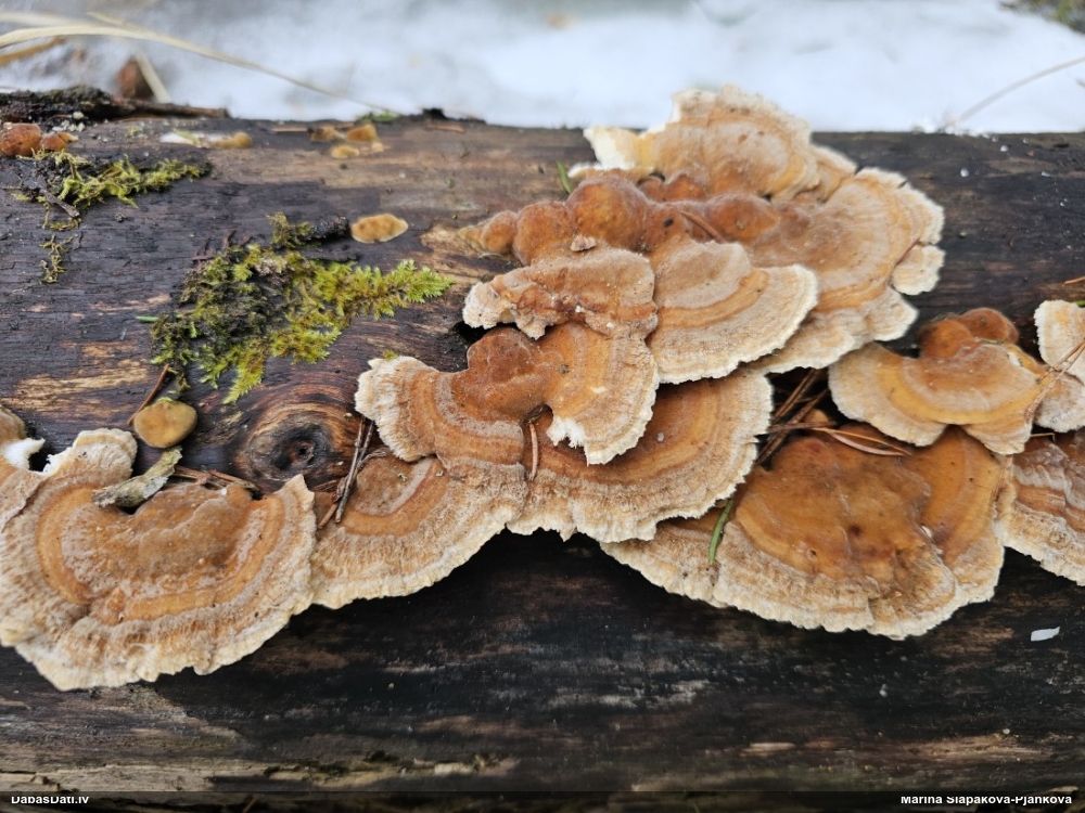 Dzeltenā tauriņpiepe