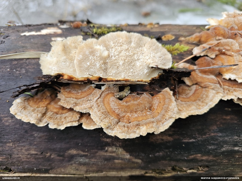 Dzeltenā tauriņpiepe