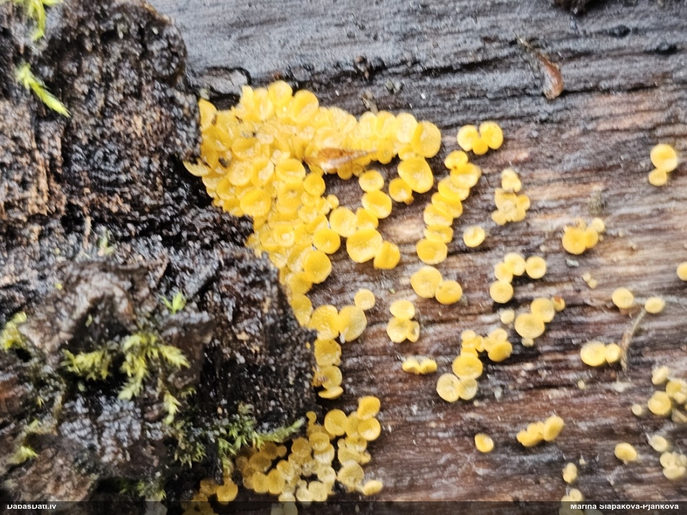 лимонно-желтая калицелла