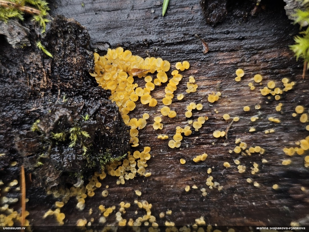 лимонно-желтая калицелла