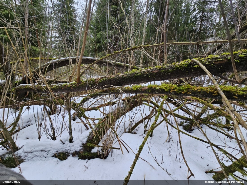 Krumpainā badhāmija