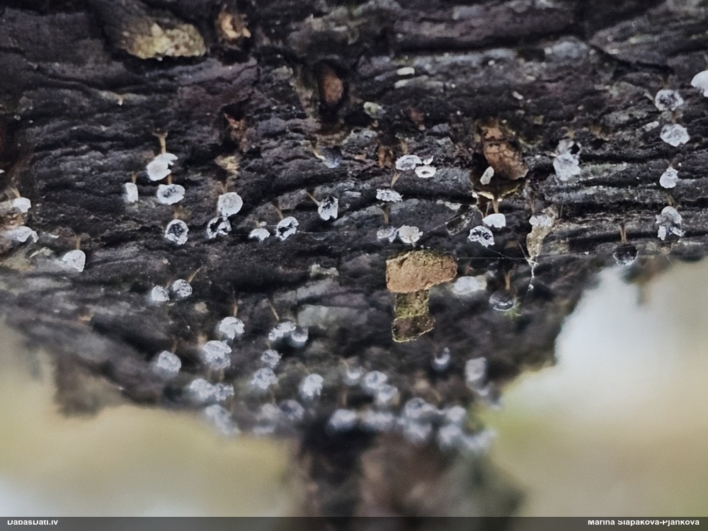 Krumpainā badhāmija