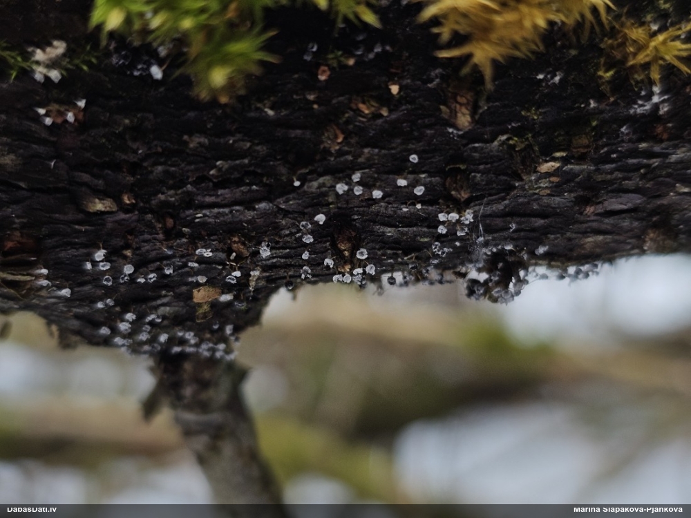 Krumpainā badhāmija