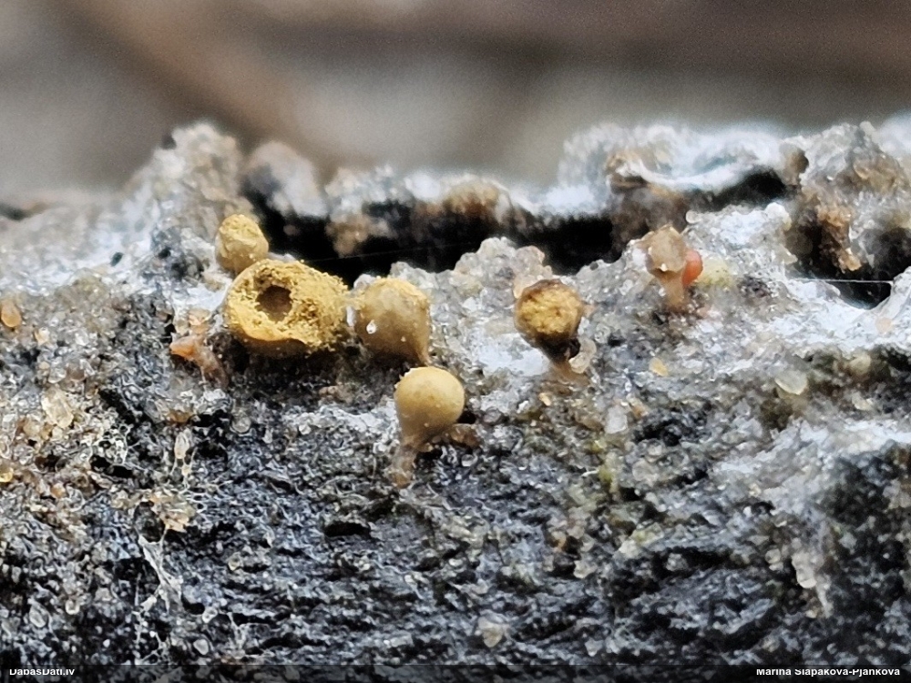 Trihija, hemitrihija (nenoteikta)