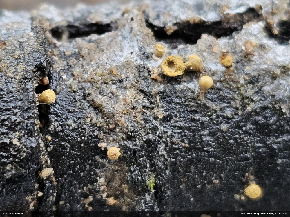 Trihija, hemitrihija (nenoteikta)