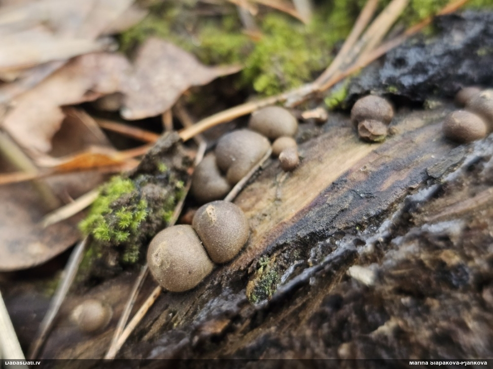 Koksnes vilkpienaine