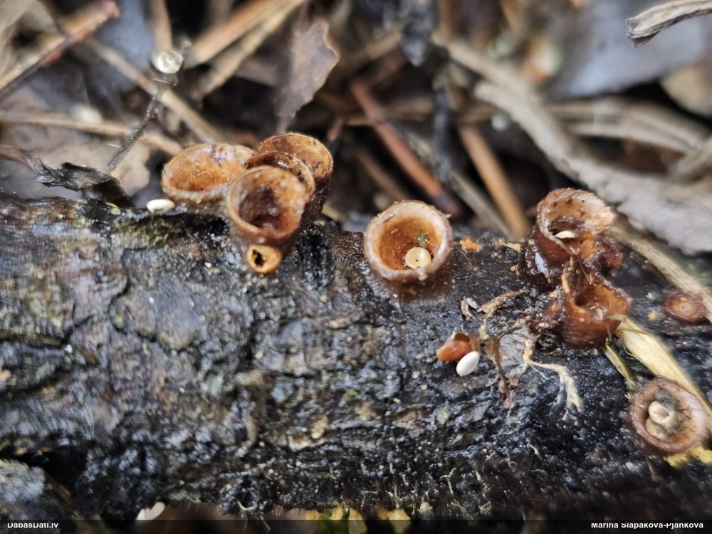 круцибулум гладкий