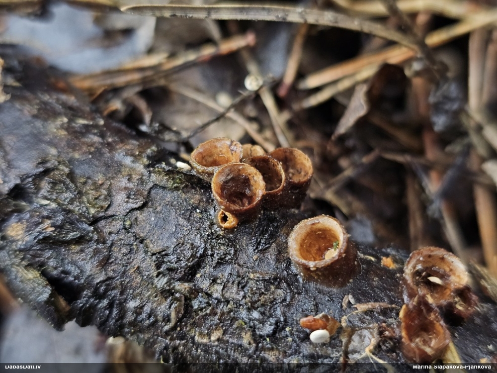 круцибулум гладкий