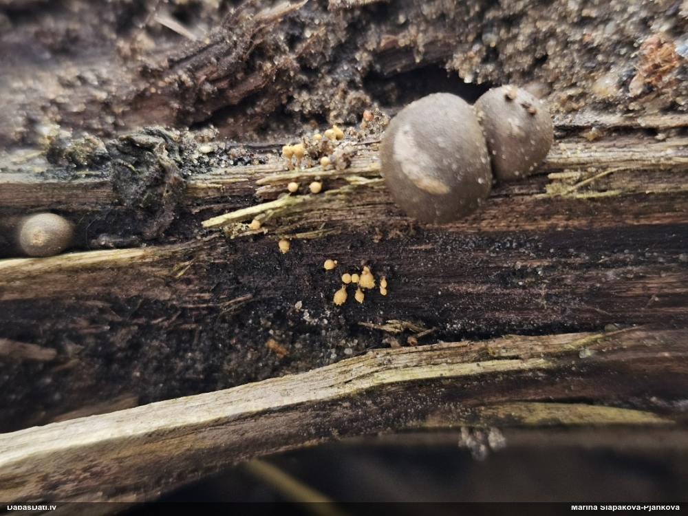 Trihija, hemitrihija (nenoteikta)