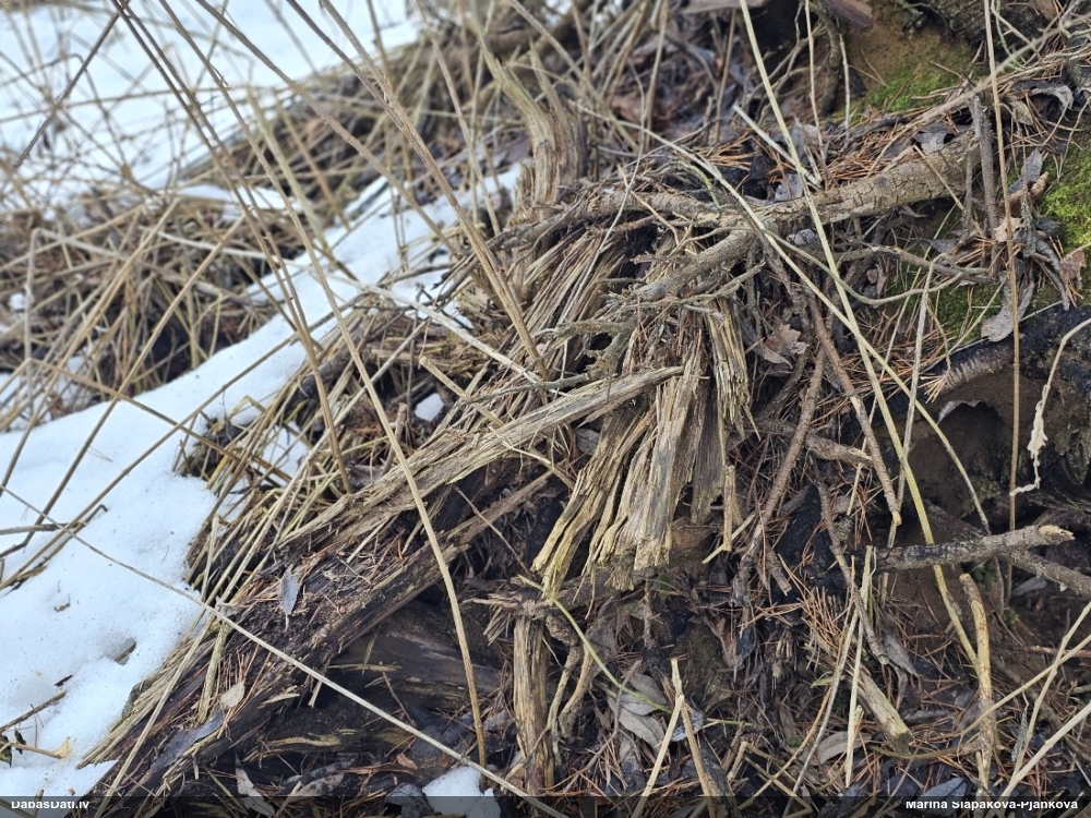 Trihija, hemitrihija (nenoteikta)