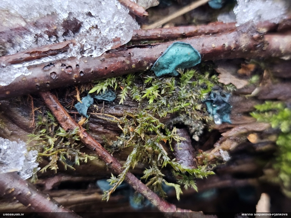 Zilzaļā hlorociborija