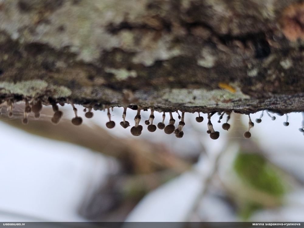 Dižskābaržu fleogena