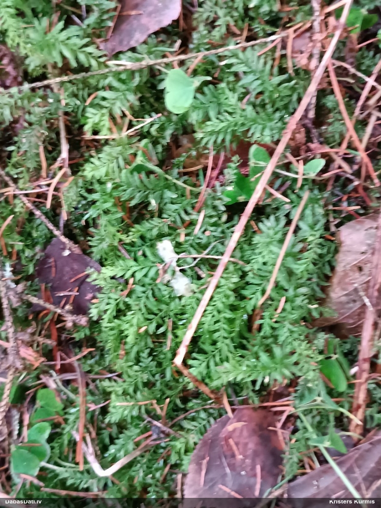 Viļņainā skrajlape