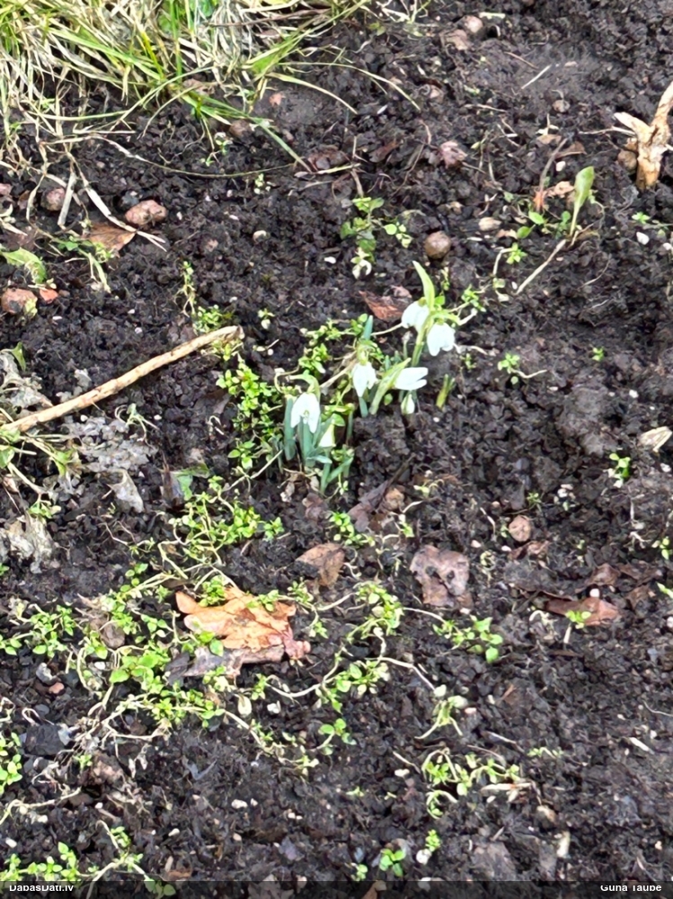 Baltā sniegpulkstenīte