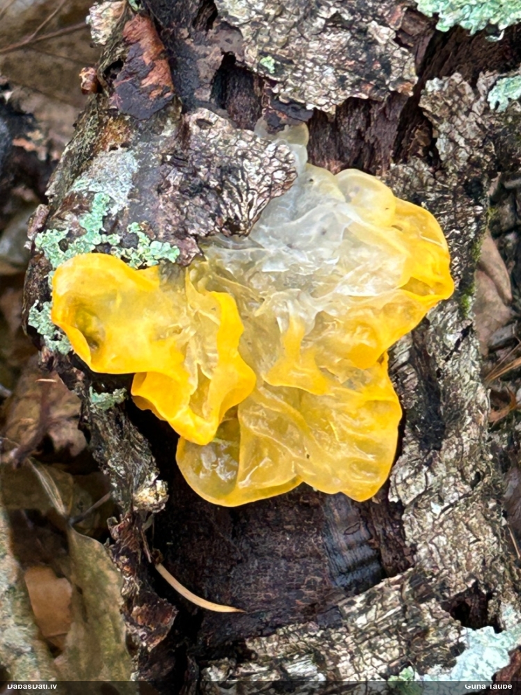 оранжевая, пленчатая дрожалка