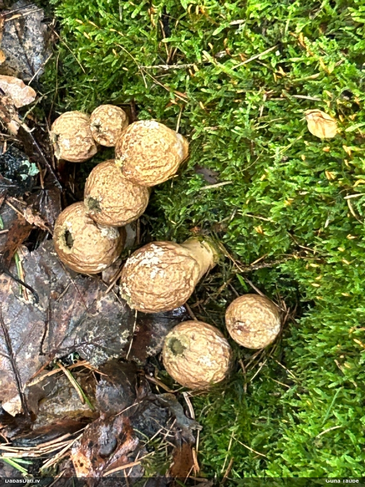 грушевидный дождевик