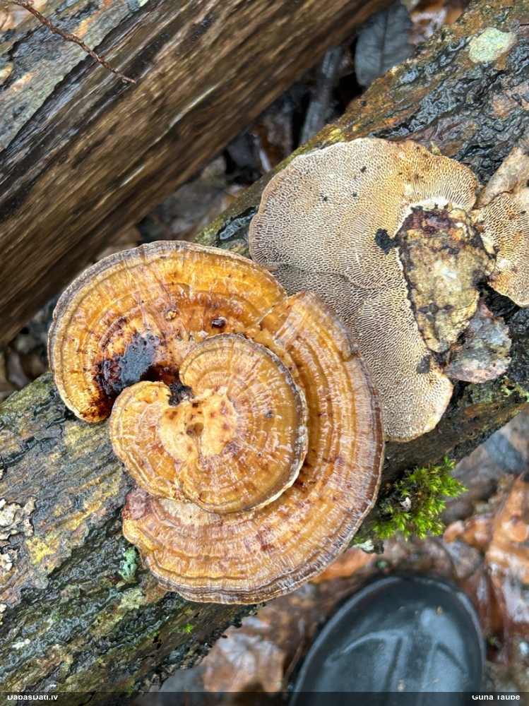 Parastā labirintpiepe