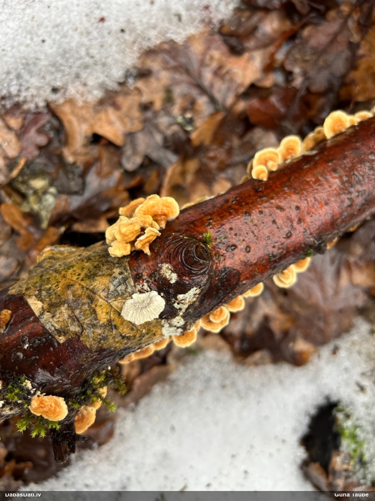 Cirtainā kroklapīte