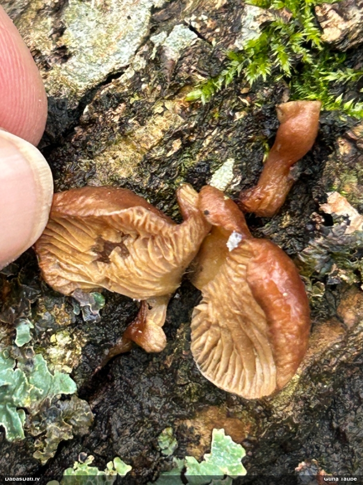 Vēlā pundurkamolene