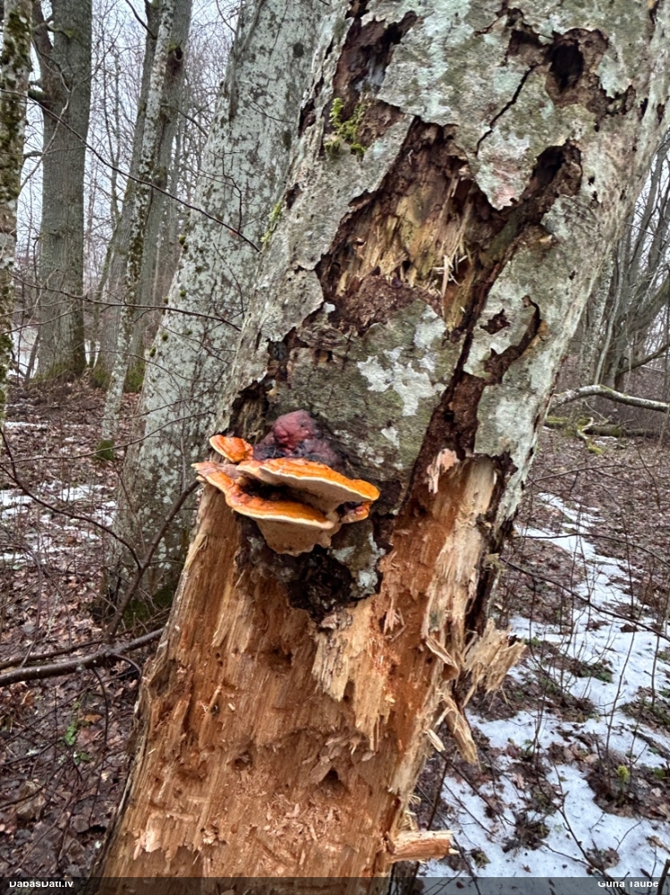 Окаймленный трутовик