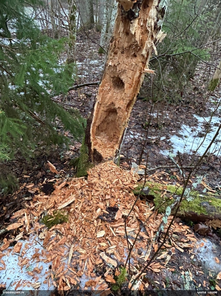 черный дятел