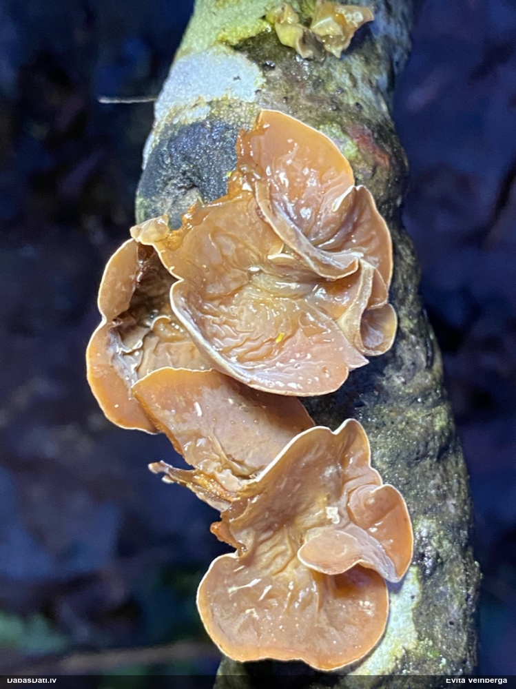 Sēne Schizophyllum amplum