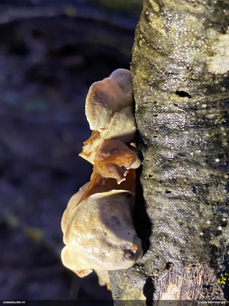 Sēne Schizophyllum amplum