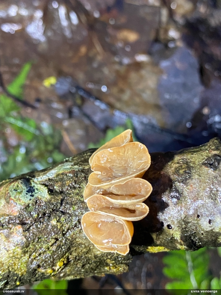 Sēne Schizophyllum amplum