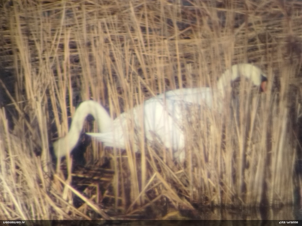 лебедь-шипун