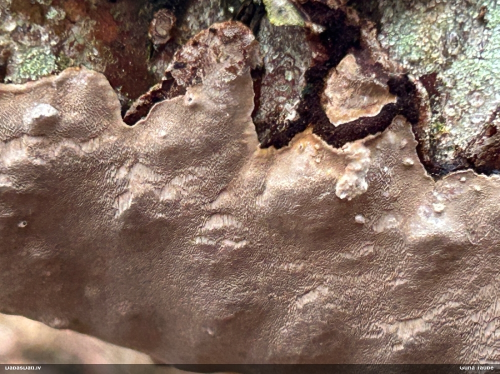 Klājeniska sēne (nenoteikta)