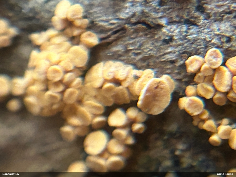 Askusēne (nenoteikta)