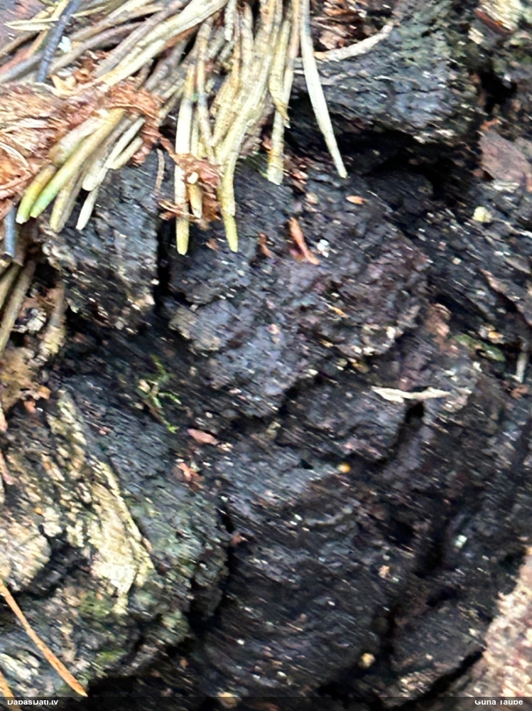 Melnā spulgpiepe, čaga