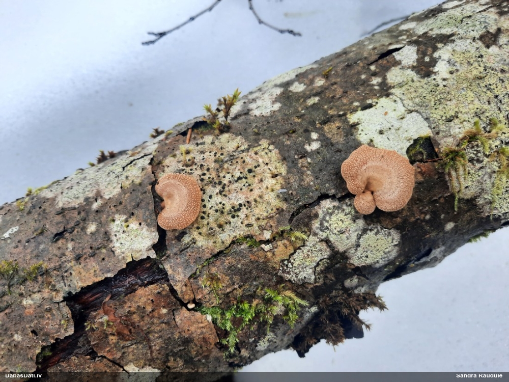 Sūrā pundurkamolene