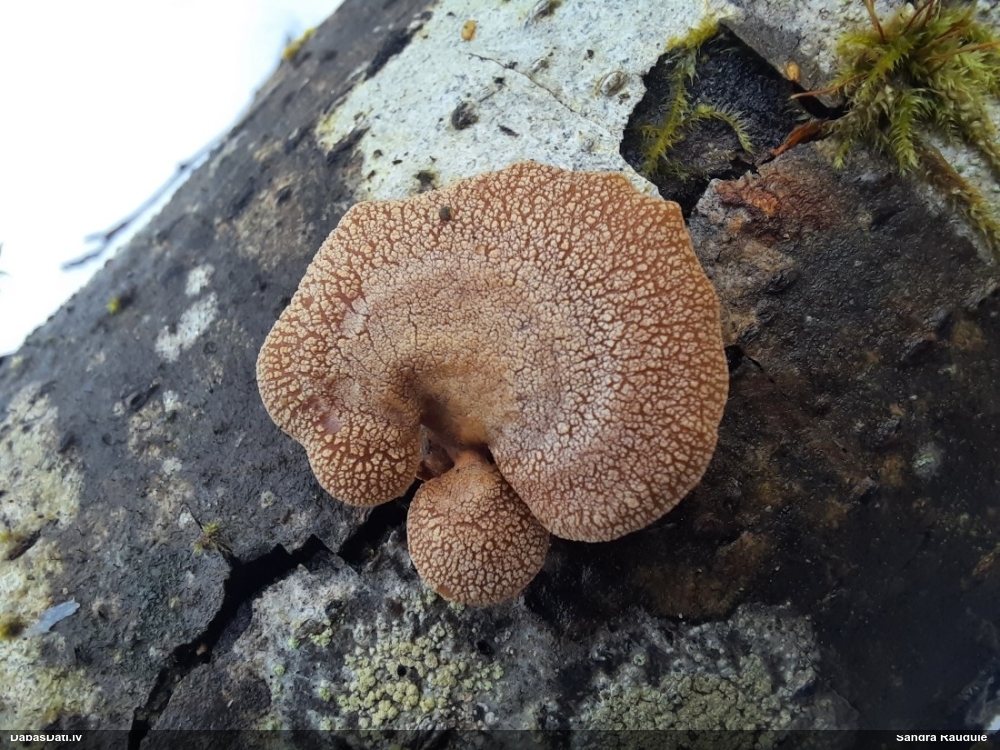 Sūrā pundurkamolene