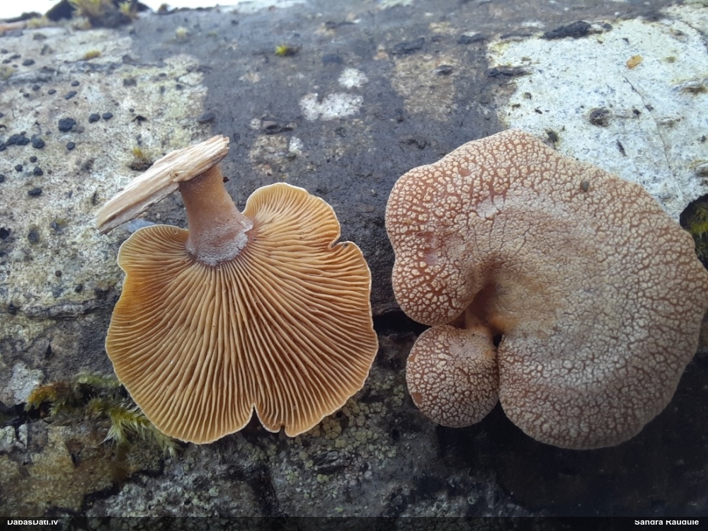 Sūrā pundurkamolene