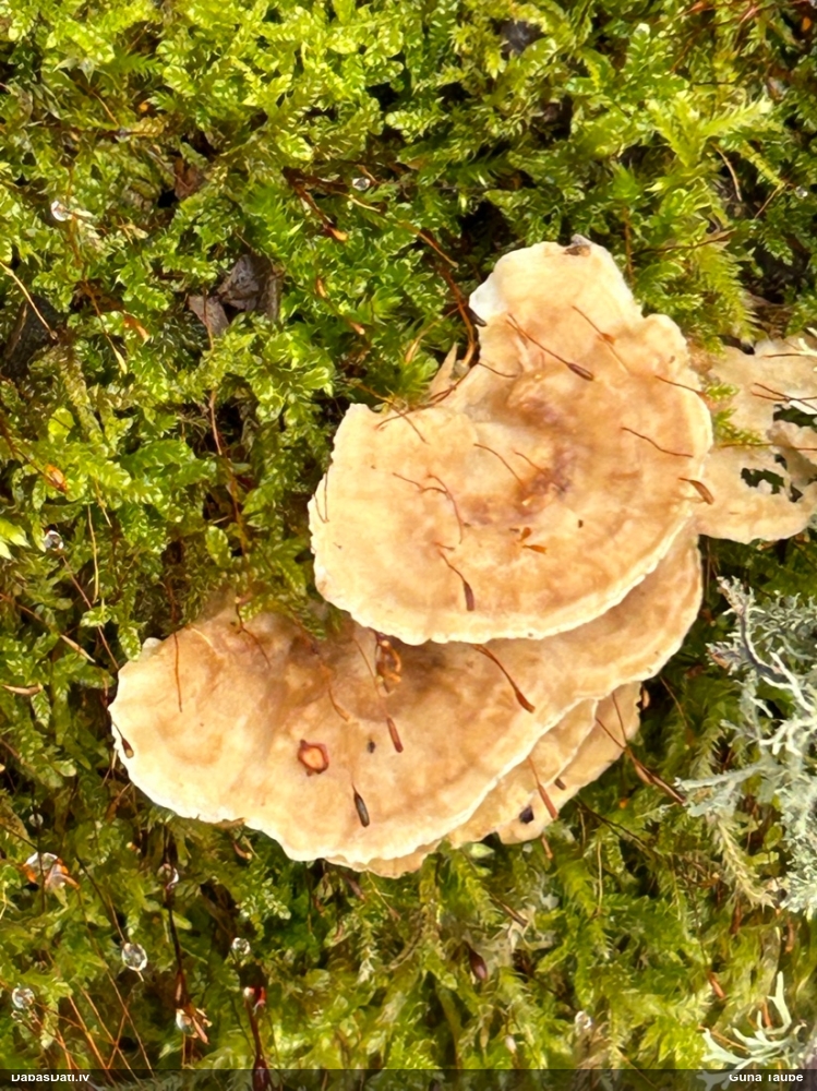 Piepe (nenoteikta)