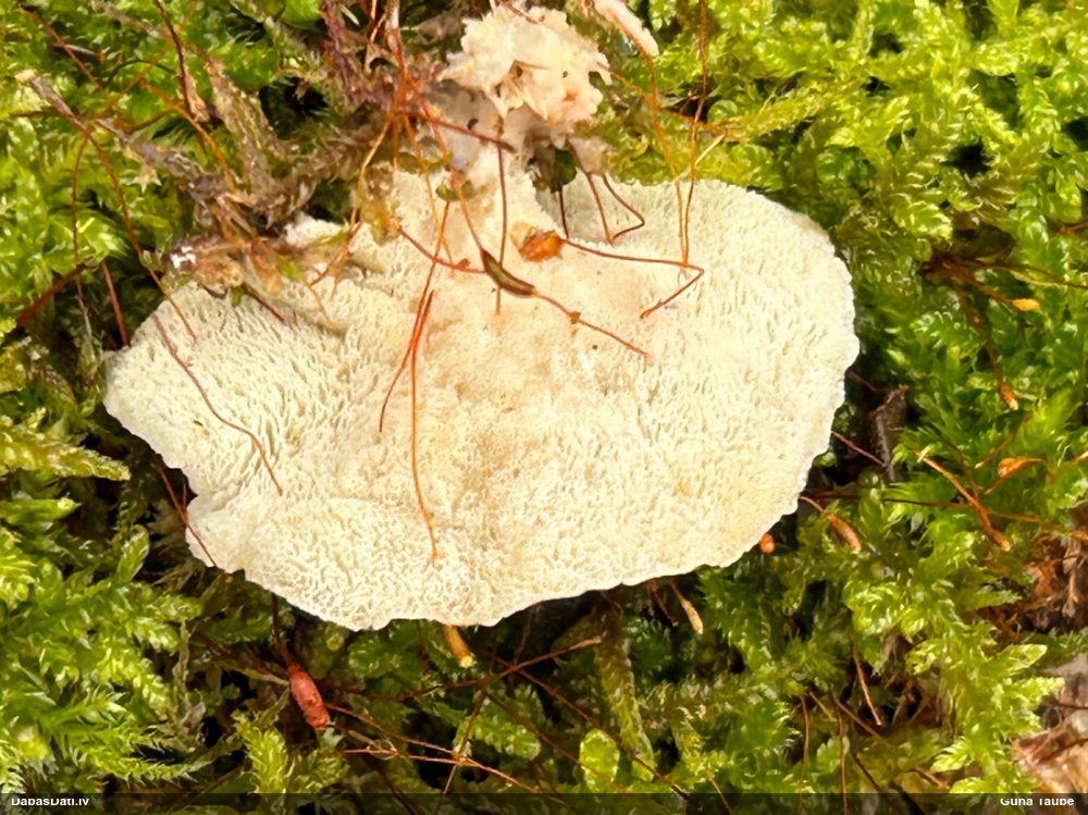 Piepe (nenoteikta)