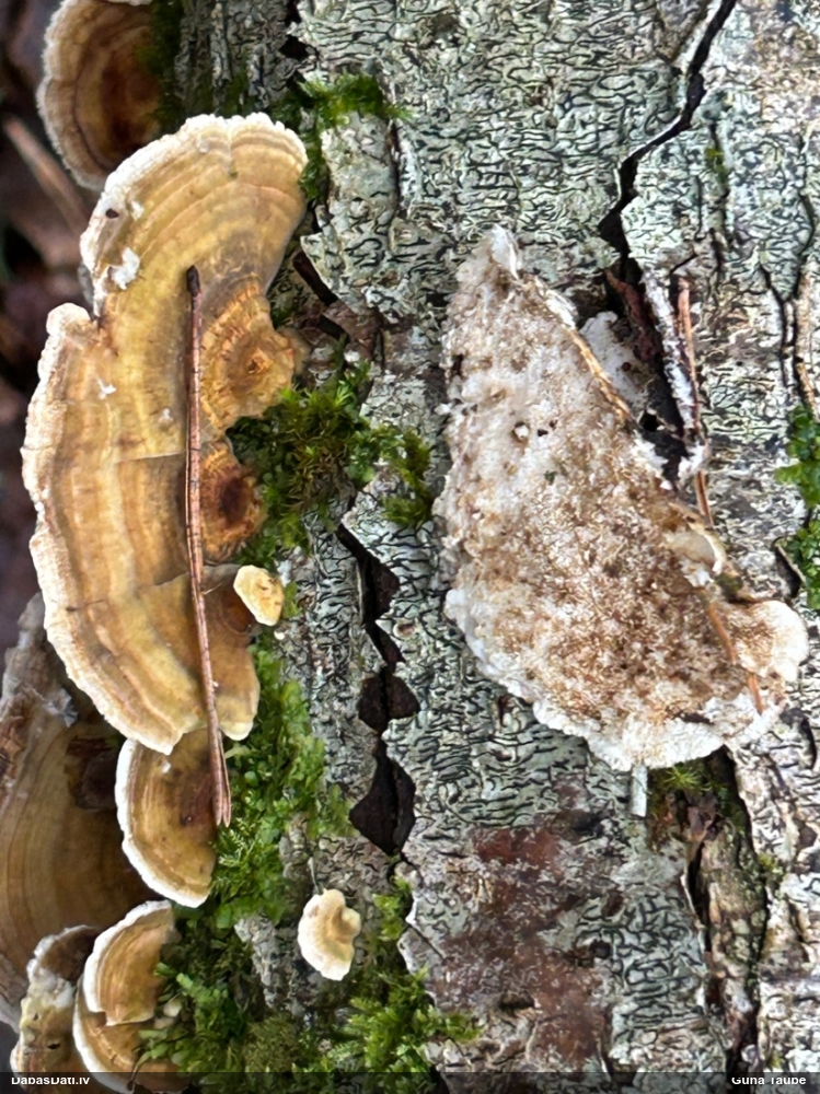 Dzeltenā tauriņpiepe