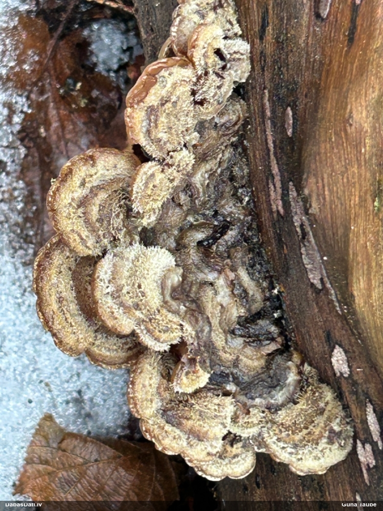 пленчатая аурикулярия